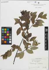 Foto von Salix pentandra L.